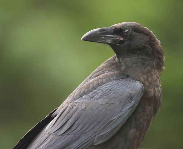 Photo of Corvus corax by Brian Klinkenberg